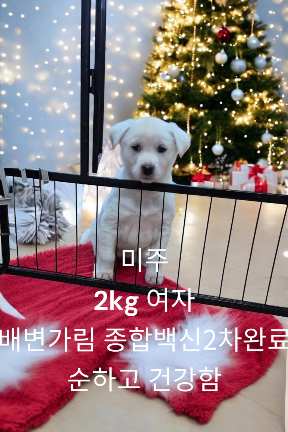 [개] 믹스견 경북-성주-2024-00470 유기동물 배경 이미지 입니다.